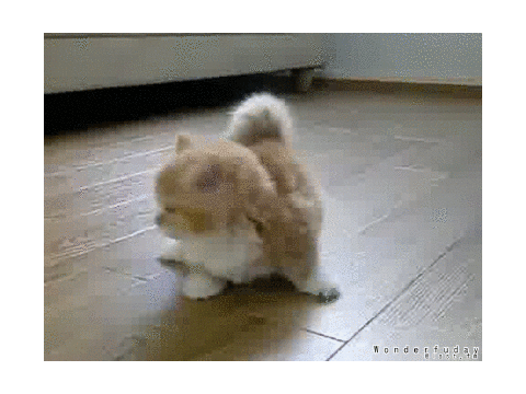 Shock Gif (see TigerLover57's adoption games)