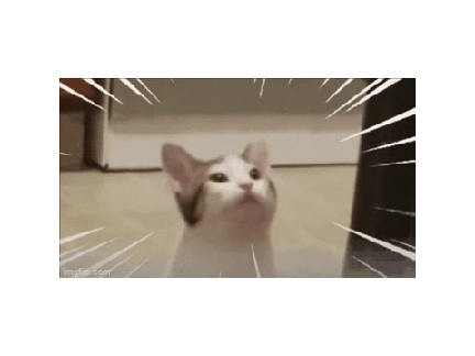 Pop Cat