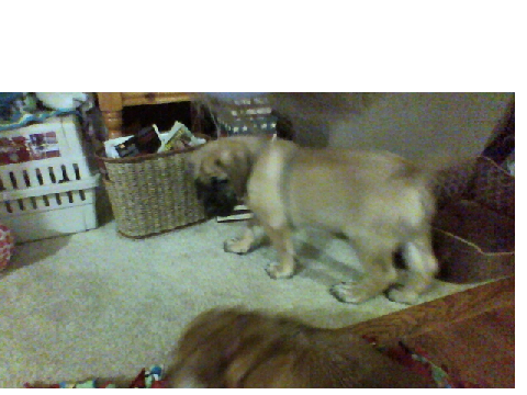 New Puppy!!!!!!!!!!!!!!!!!!!!!!!!