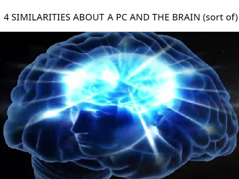 the brain