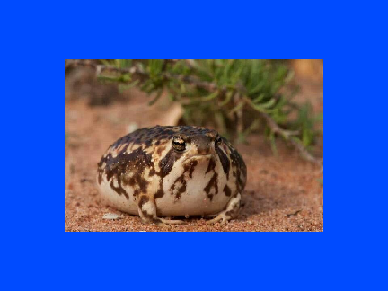 Chubby Rain Frog Wallpaper