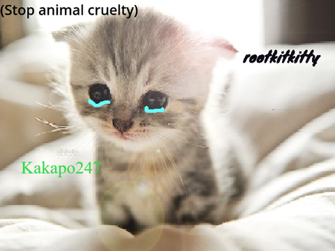 Remix And Sign If You Are Against Animal Cruelty