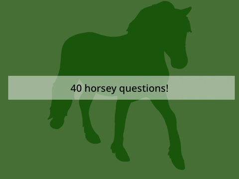 ➹‎ 40 Horsey Questions 