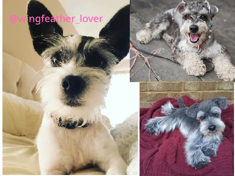 sign if you love  schnauzers