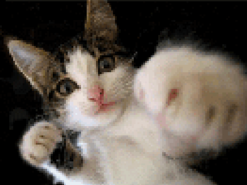 Boxer cat 
