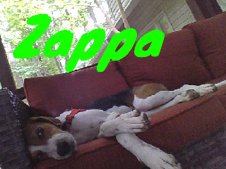 my "wonderful" dog
