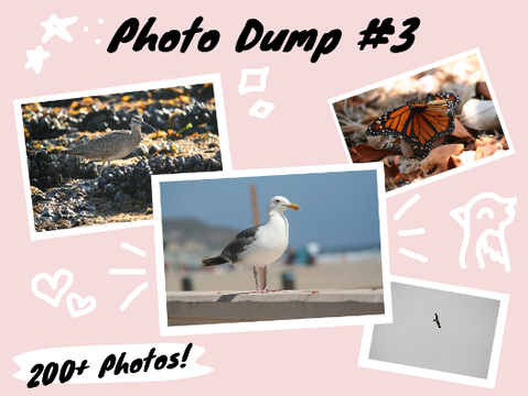 ❀ 200+ Photos! | Photo Dump #3 ❀