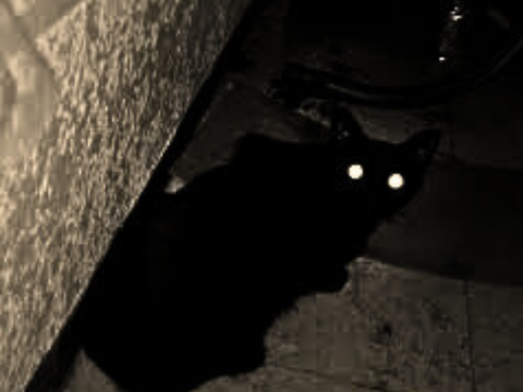 ✦