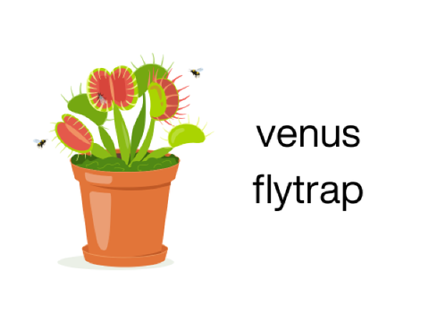 Venus Flytrap