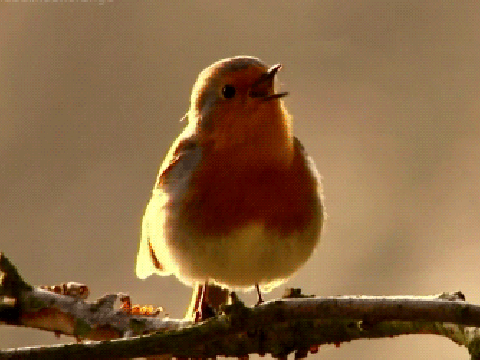 Look, a cute bird!