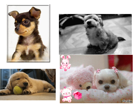 cute dogs i found