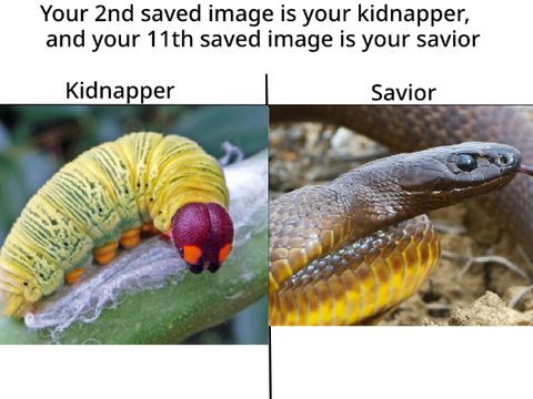 Your 2nd saved image is your kidnapper, and your 11th saved image is your savior remix remix