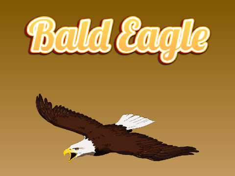 Bald Eagle Glide