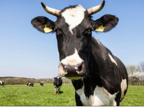 Cow