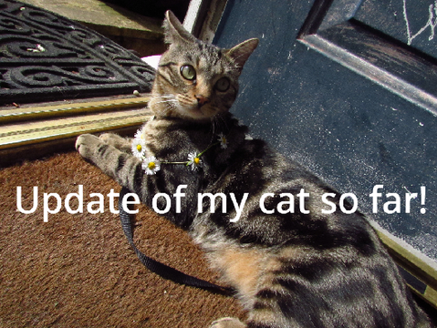 Update of my cat so far!