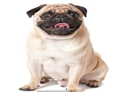 PUGS!!!!