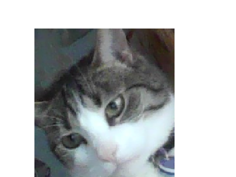 a picture of my cat bc why not