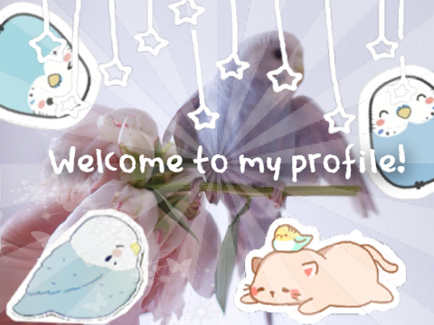 BANNER CONTEST [ENTRY]