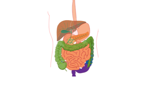 Digestive System Bad Animation