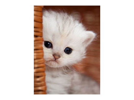 cute cats