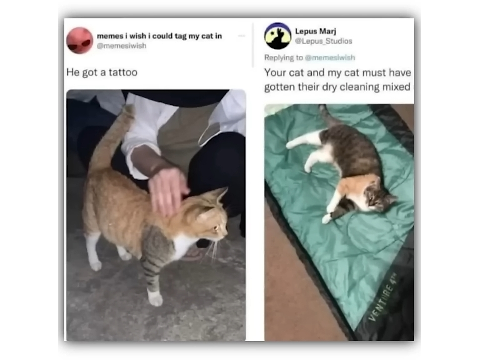 cat memes