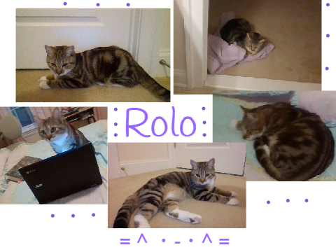 Pet Reveal