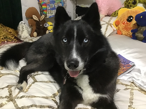 My dog brisket