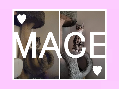 Mace - my kitty ♥♥♥