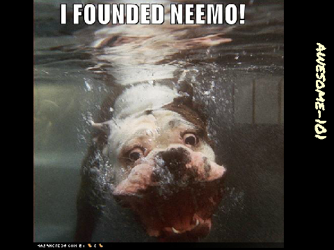 cute dogs 2.0
