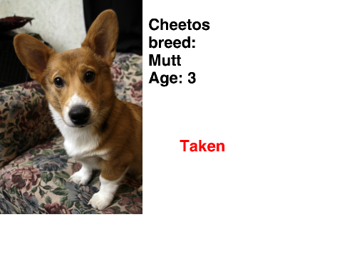Puppy Adoption