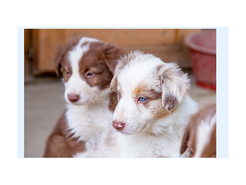 Breed and Adopt