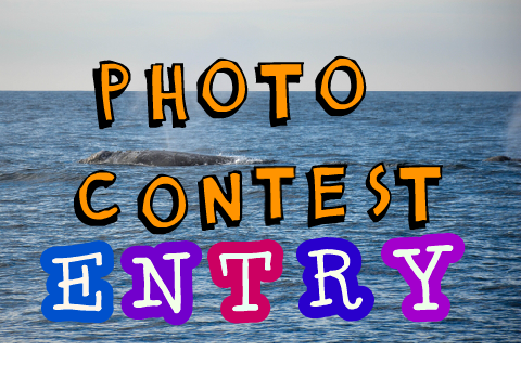 Photo Contest - Entry