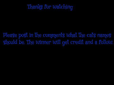 My first cat animation!