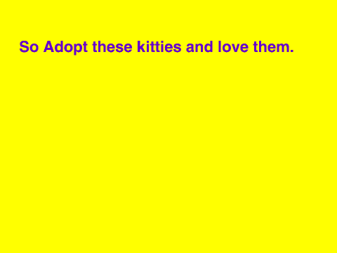 Kitten Adoption Centre
