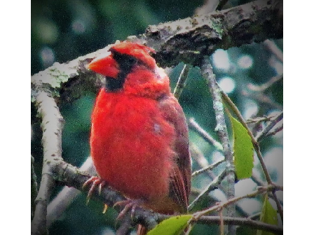 Red Bird