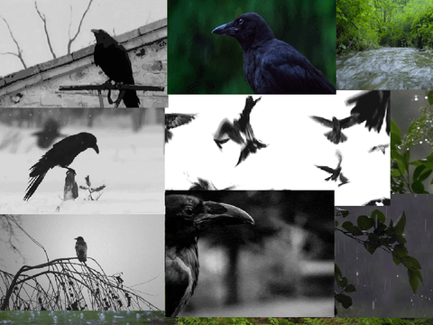Crow stimboard