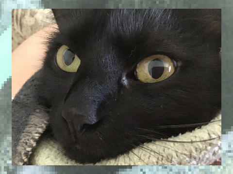 My Cat Mr. Whiskers but Edited 