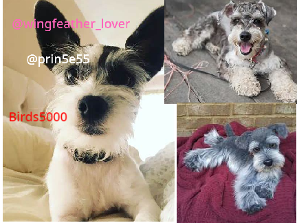 sign if you love  schnauzers