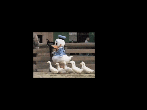 Army of ducks