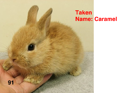 Bunny Adoption Centre