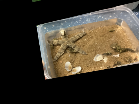 海星現況