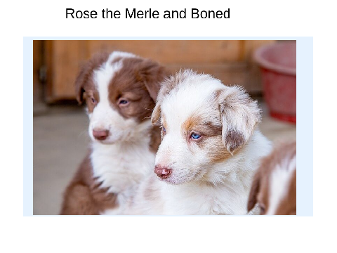pets2024