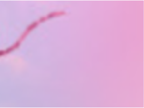 ◦•≫
