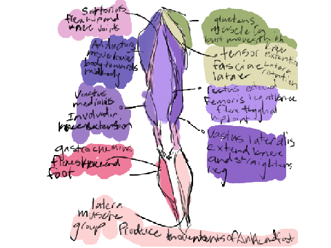 THIGHS~ legs anatomy studies