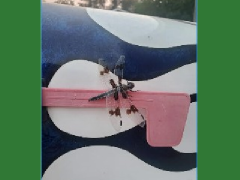 Dragonfly