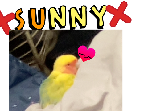 Sunny!!