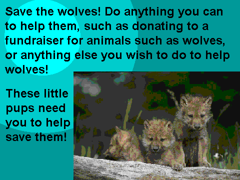 Save The Wolves!