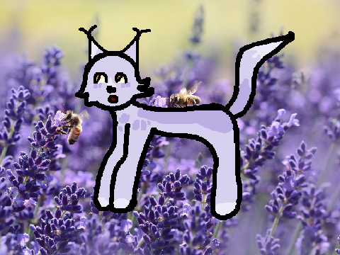 lavender dtae