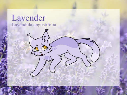 Herb-Themed DTA Entry