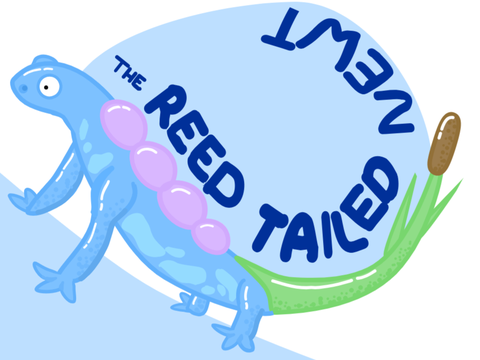"Tame it" - the reed tailed newt
